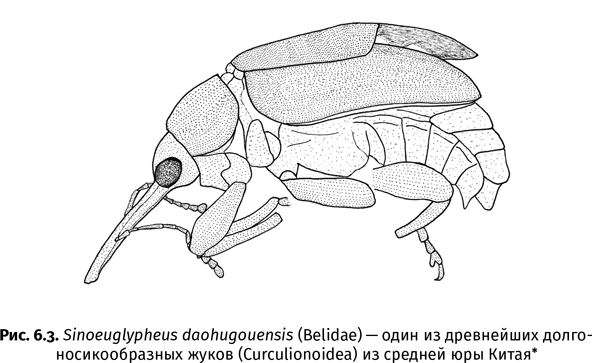 Иллюстрация к книге — Краткая история насекомых. Шестиногие хозяева планеты [i_034.jpg]