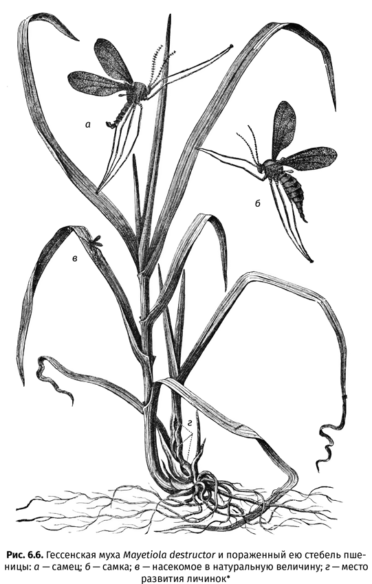 Иллюстрация к книге — Краткая история насекомых. Шестиногие хозяева планеты [i_037.jpg]