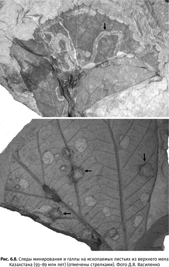 Иллюстрация к книге — Краткая история насекомых. Шестиногие хозяева планеты [i_039.jpg]