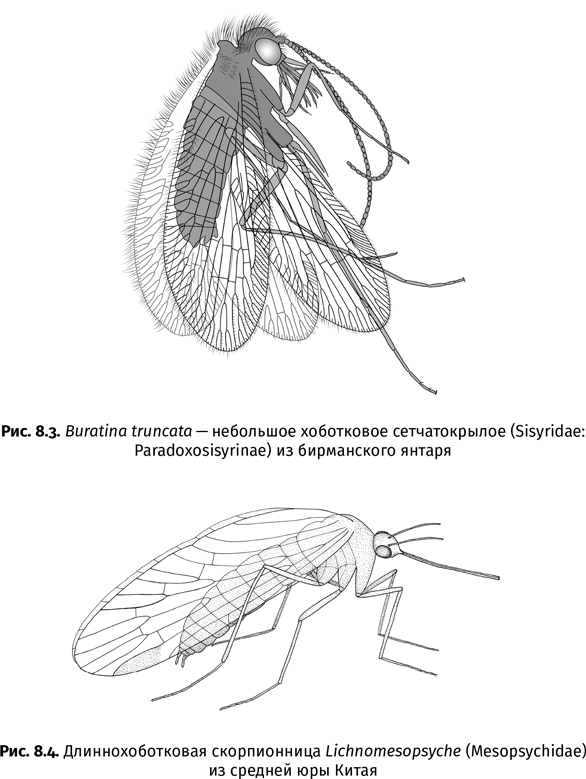 Иллюстрация к книге — Краткая история насекомых. Шестиногие хозяева планеты [i_050.jpg]