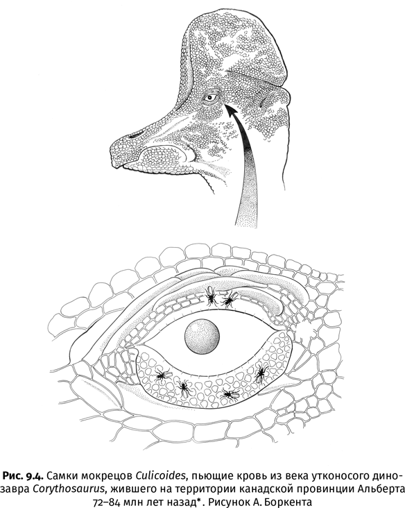Иллюстрация к книге — Краткая история насекомых. Шестиногие хозяева планеты [i_059.jpg]