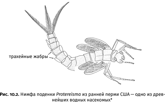 Иллюстрация к книге — Краткая история насекомых. Шестиногие хозяева планеты [i_071.jpg]
