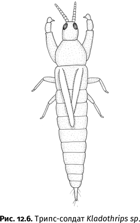 Иллюстрация к книге — Краткая история насекомых. Шестиногие хозяева планеты [i_085.jpg]