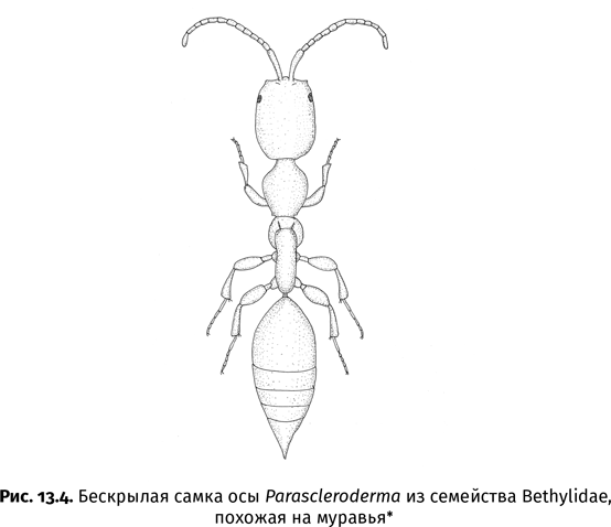 Иллюстрация к книге — Краткая история насекомых. Шестиногие хозяева планеты [i_091.jpg]