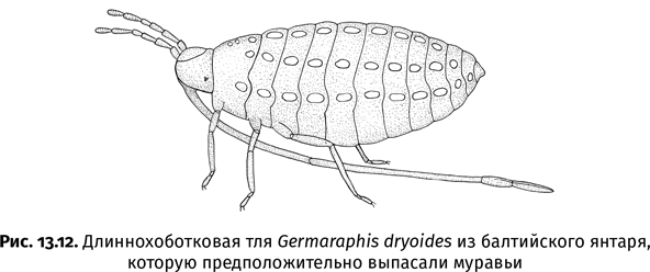 Иллюстрация к книге — Краткая история насекомых. Шестиногие хозяева планеты [i_099.jpg]