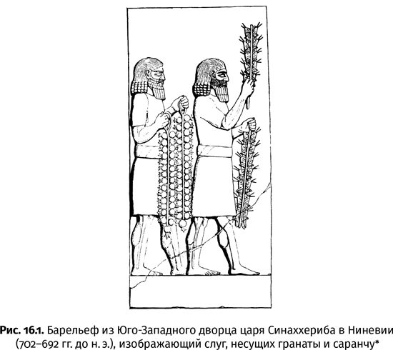 Иллюстрация к книге — Краткая история насекомых. Шестиногие хозяева планеты [i_107.jpg]