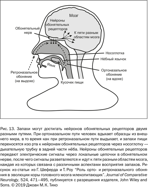 Иллюстрация к книге — Почему люди разные. Научный взгляд на человеческую индивидуальность [i_016.jpg]