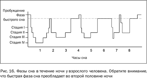 Иллюстрация к книге — Почему люди разные. Научный взгляд на человеческую индивидуальность [i_019.jpg]