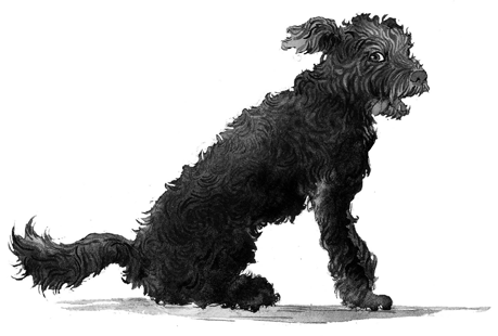 Иллюстрация к книге — Как я стал псом по кличке Сумрак [i_021.jpg]