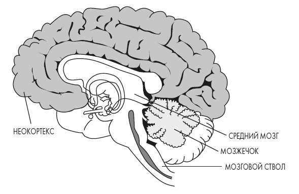 Иллюстрация к книге — Развивай свой мозг. Как перенастроить разум и реализовать собственный потенциал [i_003.jpg]