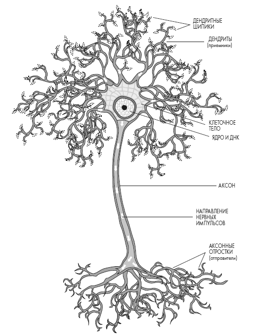 Иллюстрация к книге — Развивай свой мозг. Как перенастроить разум и реализовать собственный потенциал [i_006.jpg]