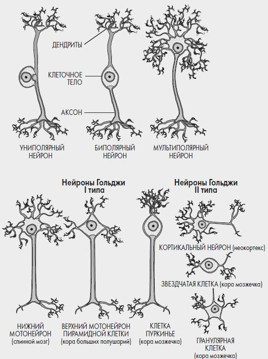 Иллюстрация к книге — Развивай свой мозг. Как перенастроить разум и реализовать собственный потенциал [i_007.jpg]