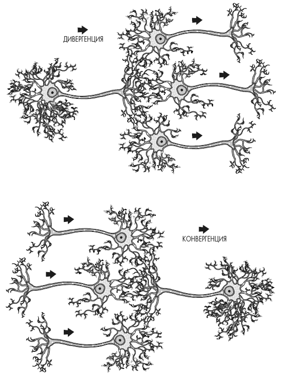 Иллюстрация к книге — Развивай свой мозг. Как перенастроить разум и реализовать собственный потенциал [i_009.jpg]