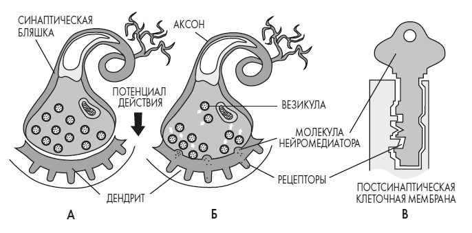 Иллюстрация к книге — Развивай свой мозг. Как перенастроить разум и реализовать собственный потенциал [i_010.jpg]