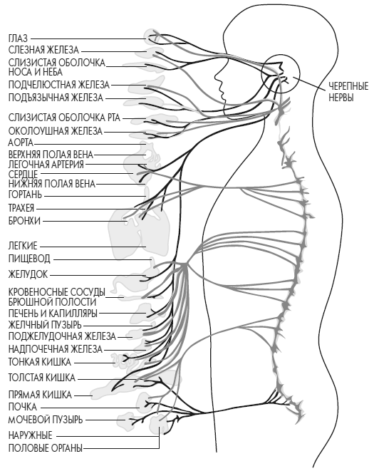 Иллюстрация к книге — Развивай свой мозг. Как перенастроить разум и реализовать собственный потенциал [i_013.jpg]