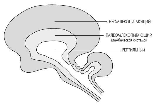 Иллюстрация к книге — Развивай свой мозг. Как перенастроить разум и реализовать собственный потенциал [i_017.jpg]