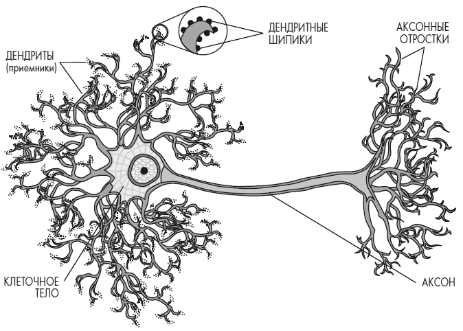 Иллюстрация к книге — Развивай свой мозг. Как перенастроить разум и реализовать собственный потенциал [i_025.jpg]