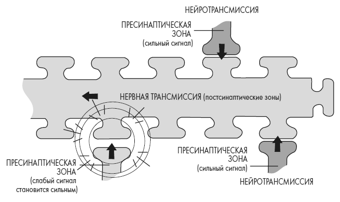 Иллюстрация к книге — Развивай свой мозг. Как перенастроить разум и реализовать собственный потенциал [i_028.jpg]