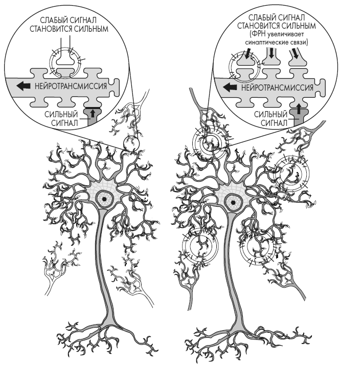 Иллюстрация к книге — Развивай свой мозг. Как перенастроить разум и реализовать собственный потенциал [i_030.jpg]