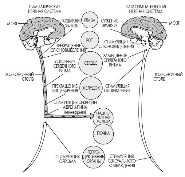Иллюстрация к книге — Развивай свой мозг. Как перенастроить разум и реализовать собственный потенциал [i_031.jpg]