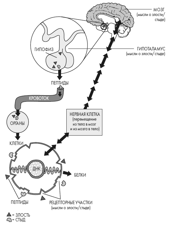 Иллюстрация к книге — Развивай свой мозг. Как перенастроить разум и реализовать собственный потенциал [i_034.jpg]