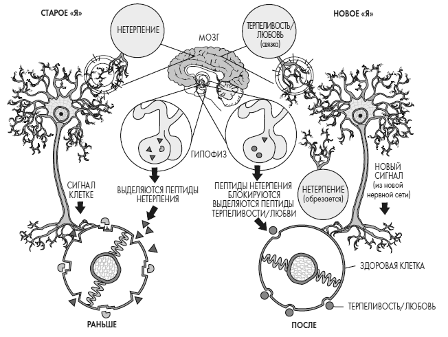 Иллюстрация к книге — Развивай свой мозг. Как перенастроить разум и реализовать собственный потенциал [i_039.jpg]