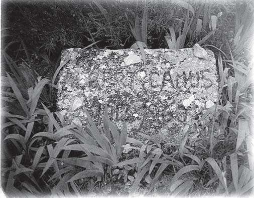 Иллюстрация к книге — Преданность. Год Обезьяны [i_022.jpg]