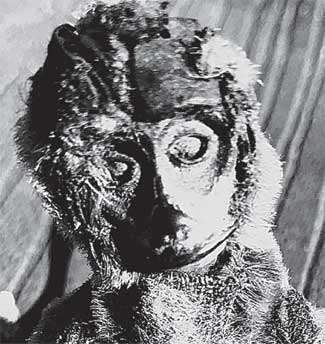 Иллюстрация к книге — Преданность. Год Обезьяны [i_056.jpg]