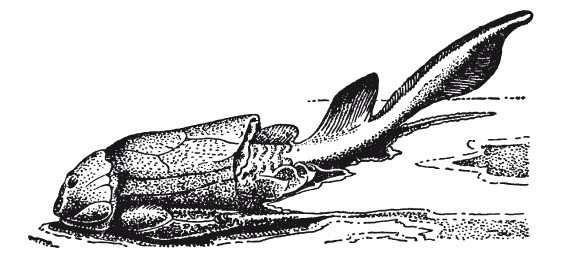 Иллюстрация к книге — Краткая история динозавров [i_010.jpg]