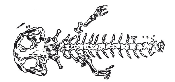 Иллюстрация к книге — Краткая история динозавров [i_021.jpg]