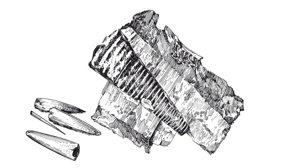 Иллюстрация к книге — Краткая история динозавров [i_023.jpg]