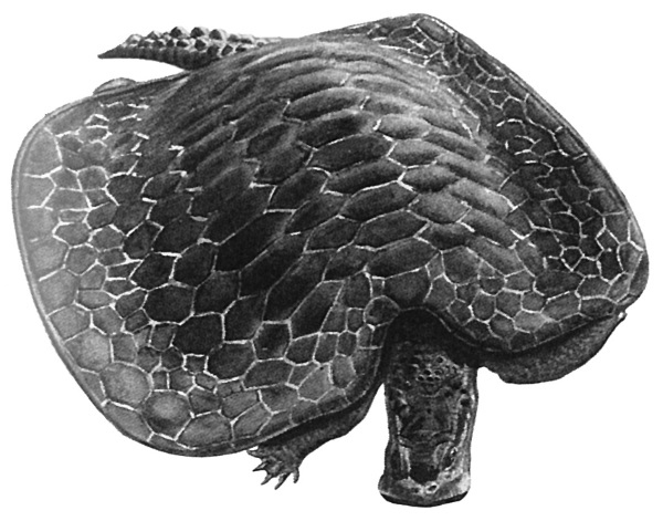 Иллюстрация к книге — Краткая история динозавров [i_032.jpg]