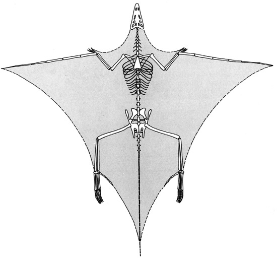 Иллюстрация к книге — Краткая история динозавров [i_035.jpg]