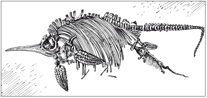 Иллюстрация к книге — Краткая история динозавров [i_043.jpg]