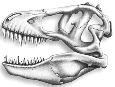 Иллюстрация к книге — Краткая история динозавров [i_077.jpg]