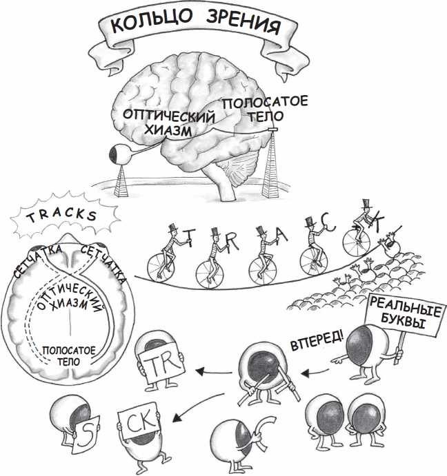 Иллюстрация к книге — Читающий мозг в цифровом мире [i_003.jpg]