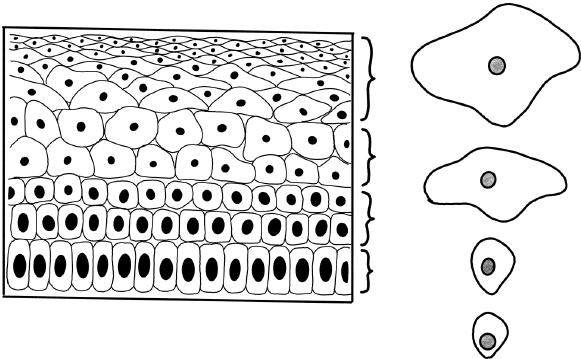Иллюстрация к книге — В зоне риска. Тонкости защиты женского организма. Как ВПЧ проникает в наш организм, чем он опасен и что поможет избежать последствий [i_014.jpg]