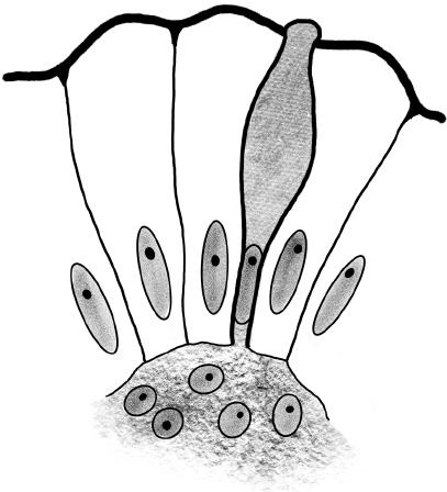 Иллюстрация к книге — В зоне риска. Тонкости защиты женского организма. Как ВПЧ проникает в наш организм, чем он опасен и что поможет избежать последствий [i_015.jpg]