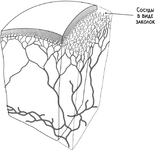 Иллюстрация к книге — В зоне риска. Тонкости защиты женского организма. Как ВПЧ проникает в наш организм, чем он опасен и что поможет избежать последствий [i_017.jpg]