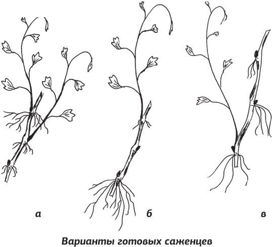 Иллюстрация к книге — Как вырастить виноград и другие любимые ягоды [i_007.jpg]