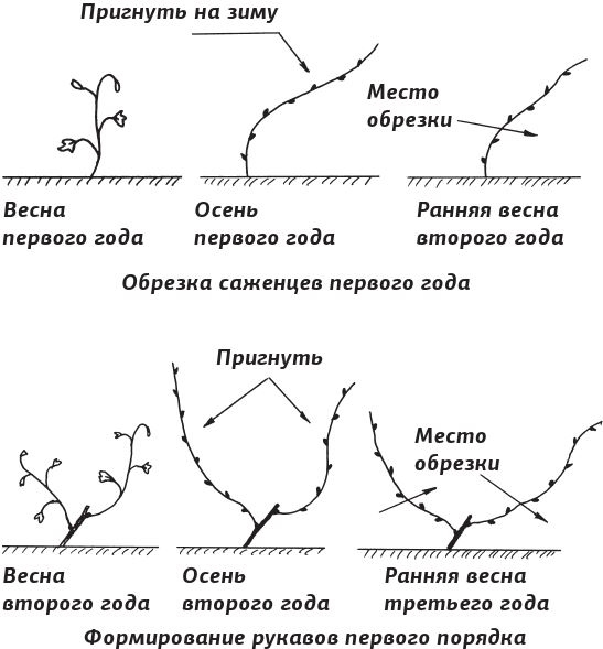 Иллюстрация к книге — Как вырастить виноград и другие любимые ягоды [i_016.jpg]