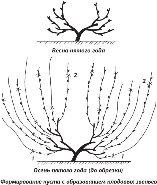 Иллюстрация к книге — Как вырастить виноград и другие любимые ягоды [i_019.jpg]