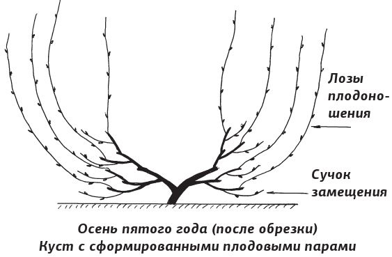 Иллюстрация к книге — Как вырастить виноград и другие любимые ягоды [i_020.jpg]