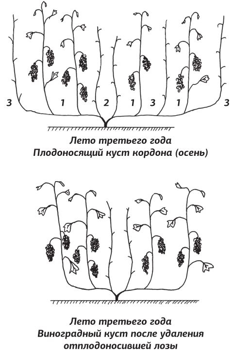 Иллюстрация к книге — Как вырастить виноград и другие любимые ягоды [i_023.jpg]