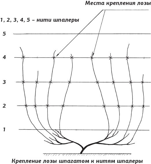Иллюстрация к книге — Как вырастить виноград и другие любимые ягоды [i_036.jpg]