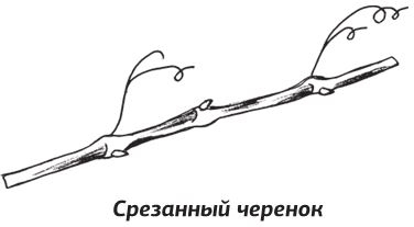 Иллюстрация к книге — Как вырастить виноград и другие любимые ягоды [i_040.jpg]