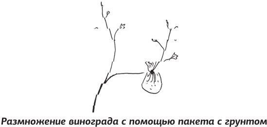 Иллюстрация к книге — Как вырастить виноград и другие любимые ягоды [i_043.jpg]