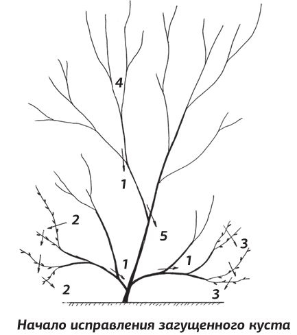 Иллюстрация к книге — Как вырастить виноград и другие любимые ягоды [i_045.jpg]