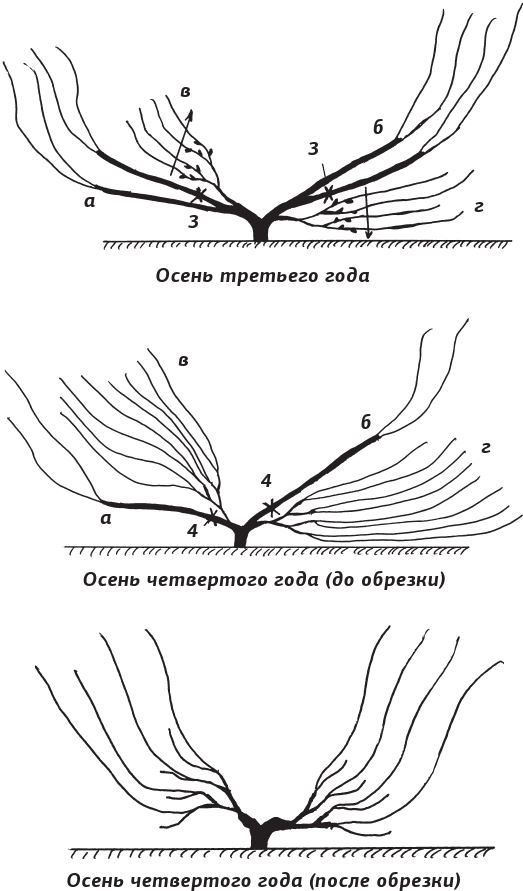 Иллюстрация к книге — Как вырастить виноград и другие любимые ягоды [i_052.jpg]