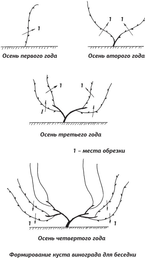 Иллюстрация к книге — Как вырастить виноград и другие любимые ягоды [i_054.jpg]
